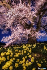 山梨県・韮崎市 わに塚の一本桜のライトアップ 3