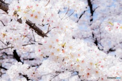 山梨県・笛吹市の桜 2