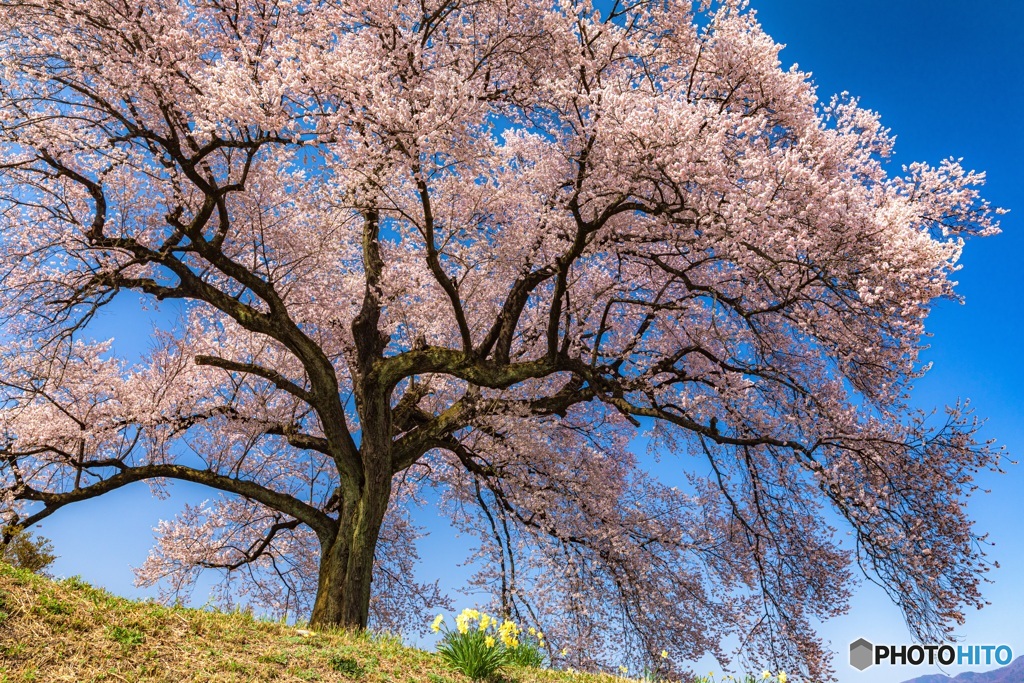 山梨県・韮崎市 わに塚の一本桜 3