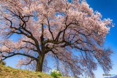 山梨県・韮崎市 わに塚の一本桜 3