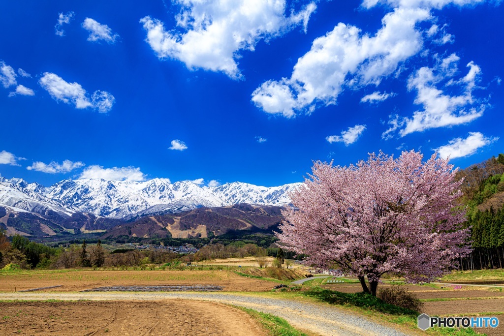 長野県・野平の一本桜 3