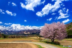 長野県・野平の一本桜 3
