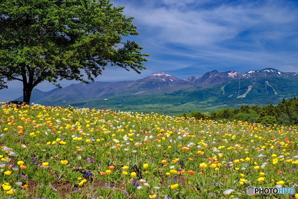栃木県・那須町 春の那須フラワーワールドの風景 4