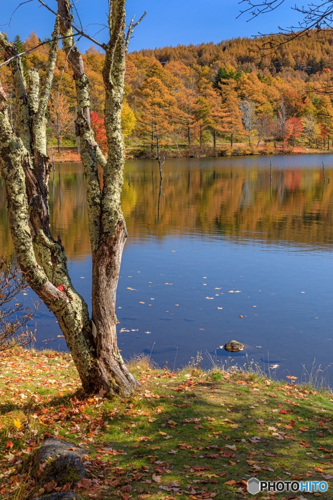長野県・秋の女神湖の風景 11