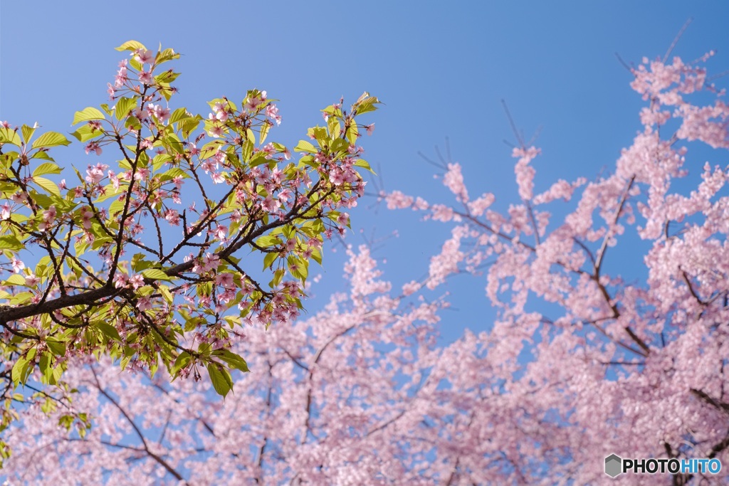 東京都・稲城市平尾のシダレザクラと河津桜