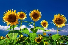 山梨県・明野のひまわり畑 2