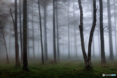 長野県・秋の森の朝霧 3