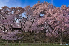 長野県・高遠城址公園の桜
