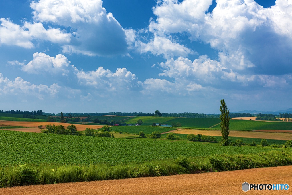 北海道・美瑛町 夏の美瑛の丘 12