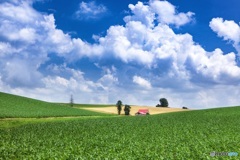北海道・美瑛町 夏のメルヘンの丘