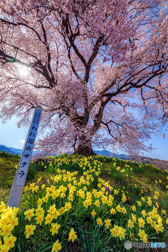 山梨県・韮崎市 わに塚の一本桜 2
