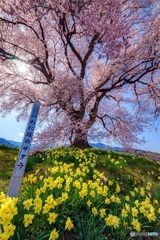 山梨県・韮崎市 わに塚の一本桜 2