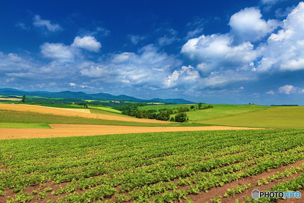 北海道・美瑛町 夏の美瑛の丘 1