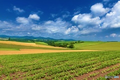 北海道・美瑛町 夏の美瑛の丘 1