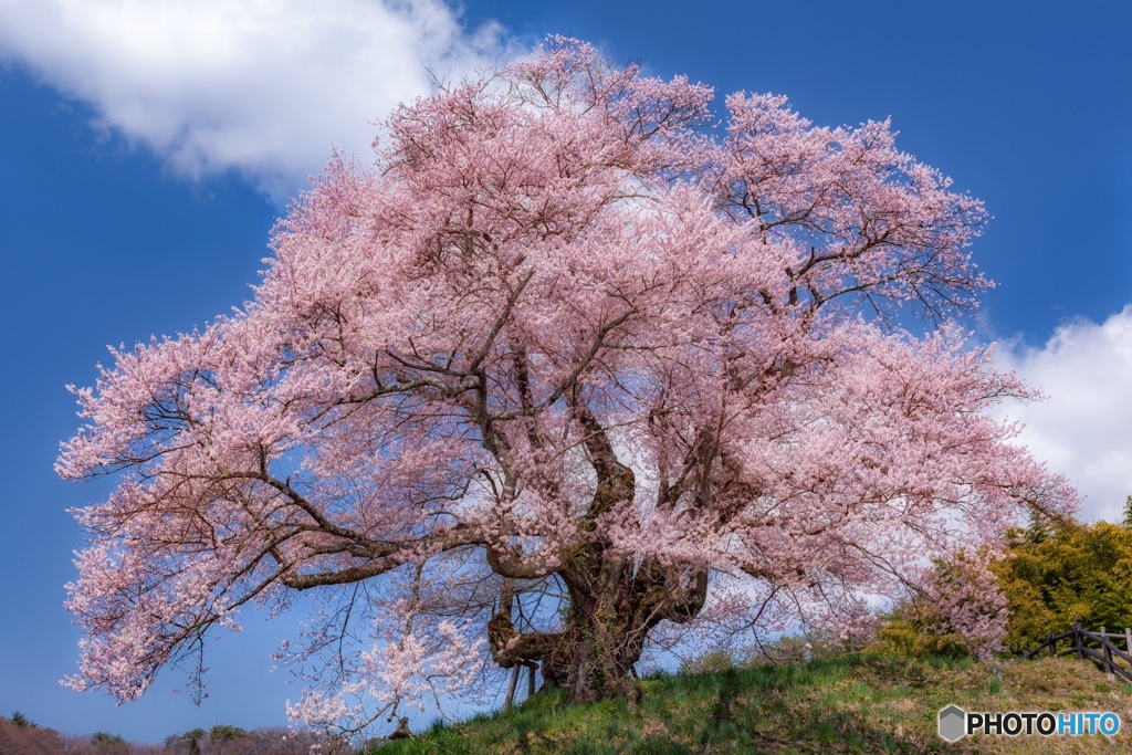群馬県・発地のヒガンザクラ 1