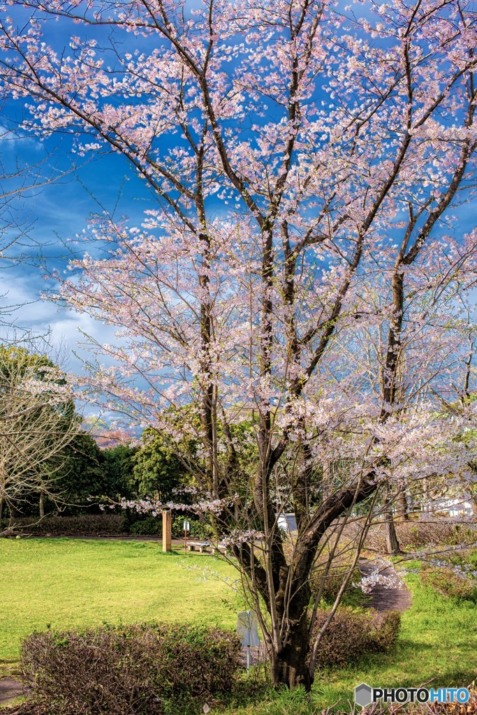 東京都・八王子市 春の北野台わかば公園の風景
