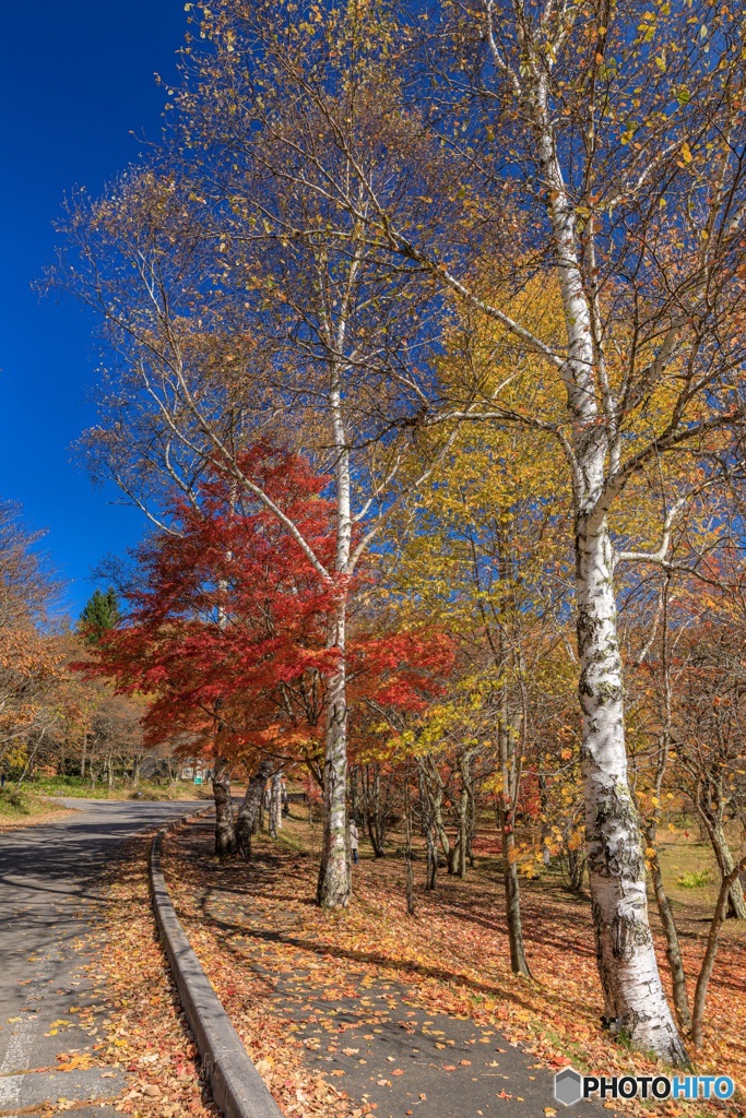 長野県・秋の女神湖の風景 8