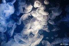 千葉県・鴨川市 水族館のクラゲ
