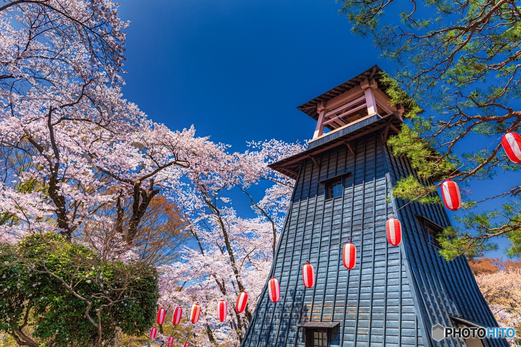 群馬県・沼田公園の桜 1