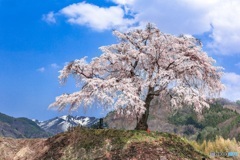群馬県・上発地のシダレザクラ 1