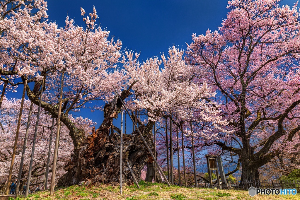山梨県・韮崎市 山高神代桜