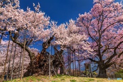 山梨県・韮崎市 山高神代桜