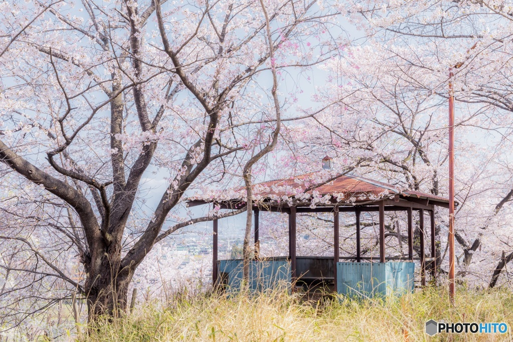 山梨県・笛吹市の桜 3
