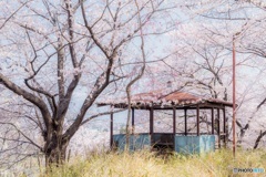 山梨県・笛吹市の桜 3
