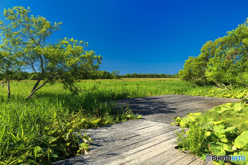 北海道・厚岸町 夏の霧多布湿原の風景 1