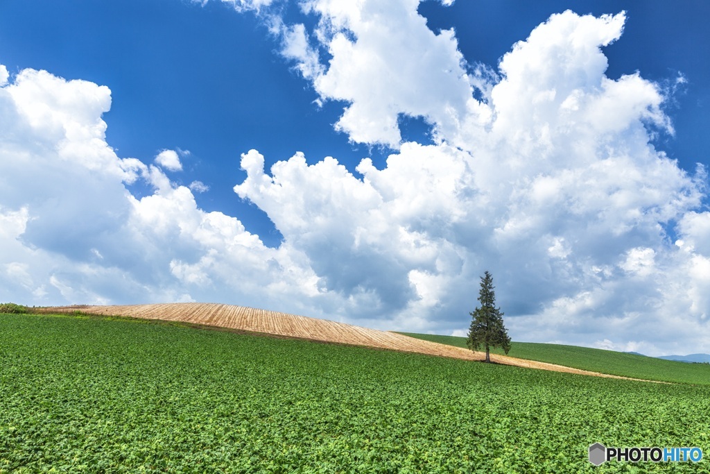 北海道・美瑛町 夏のクリスマスツリーの木