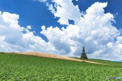 北海道・美瑛町 夏のクリスマスツリーの木