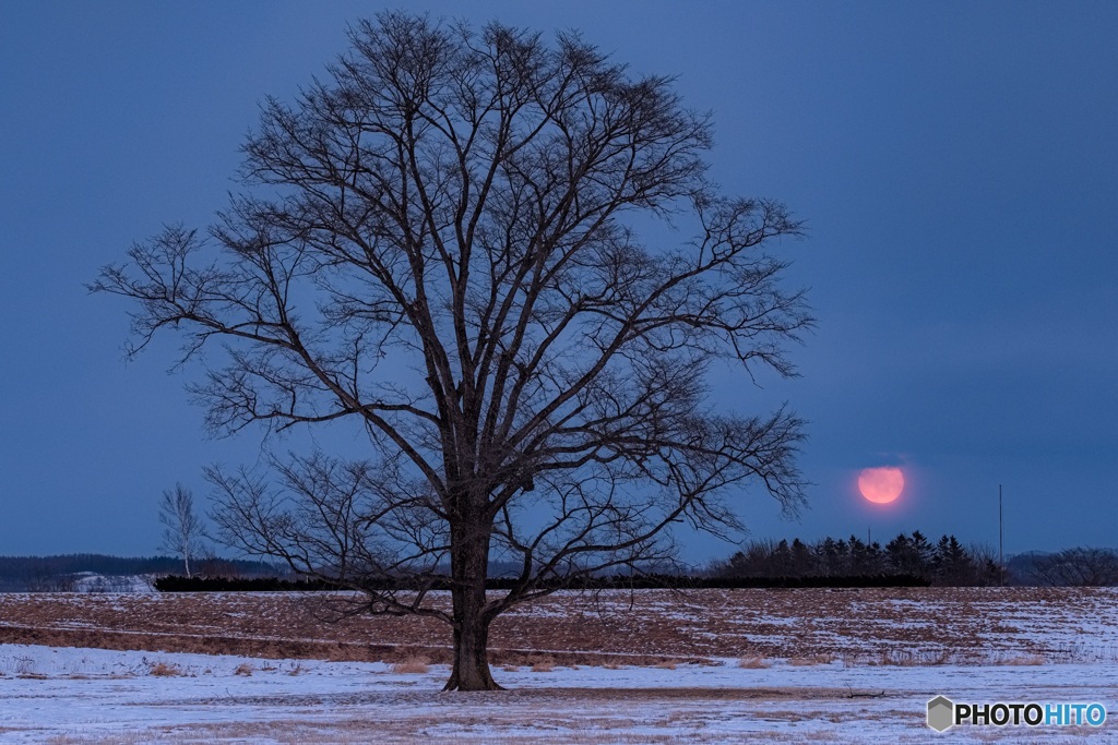 北海道・豊頃町 赤い月と冬のハルニレの木