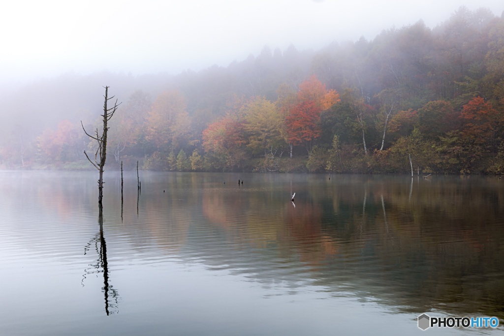 長野県・女神湖の朝霧 1