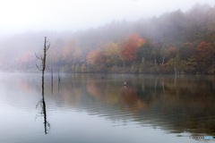 長野県・女神湖の朝霧 1