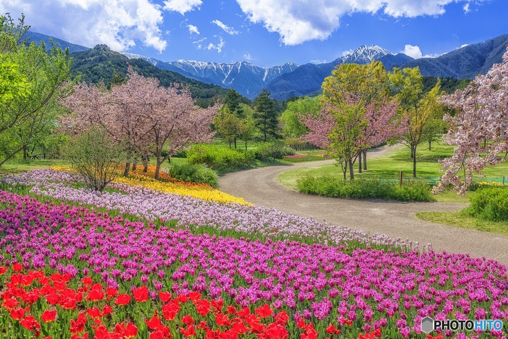 長野県・春の国営アルプスあづみの公園 1