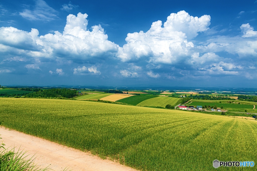 北海道・美瑛町 夏の美瑛の丘 9