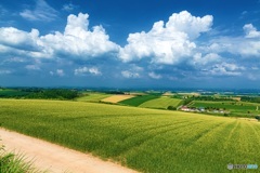 北海道・美瑛町 夏の美瑛の丘 9