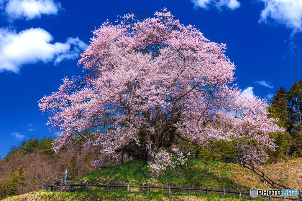 群馬県・発地のヒガンザクラ 2