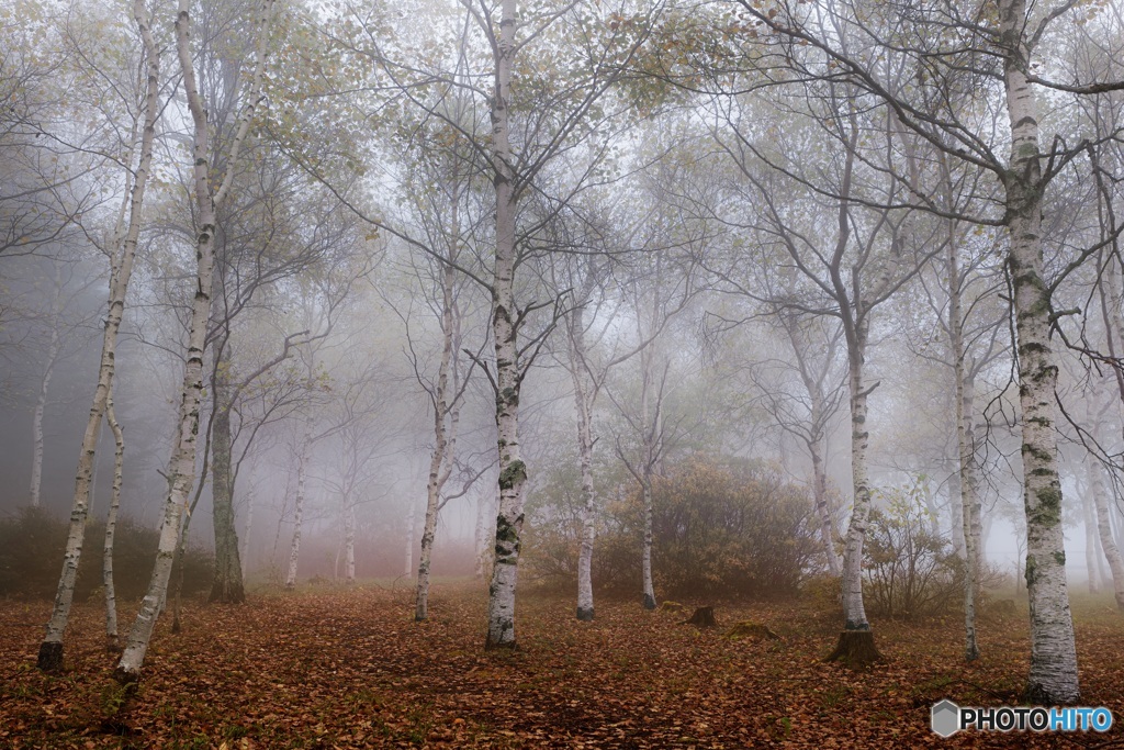 長野県・秋の森の朝霧 1