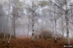 長野県・秋の森の朝霧 1