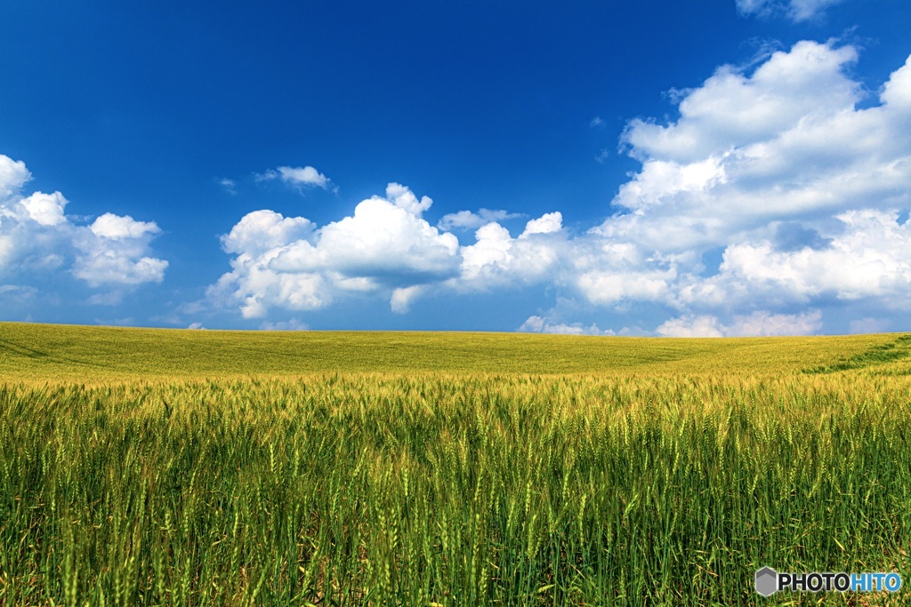 北海道・美瑛町 夏の美瑛の丘 4