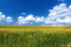 北海道・美瑛町 夏の美瑛の丘 4