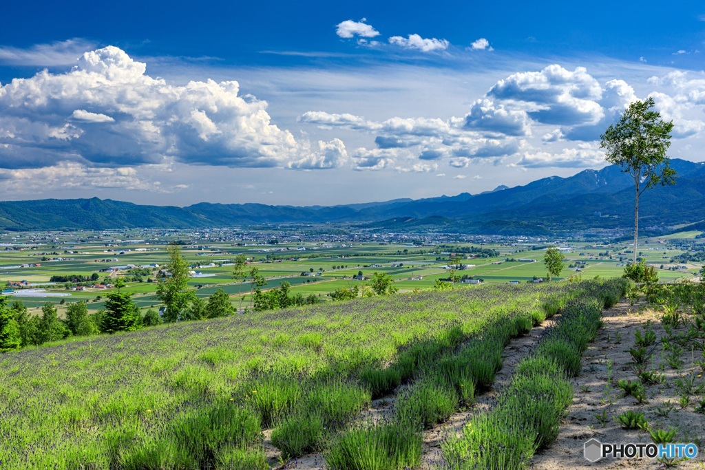 北海道・上富良野町 初夏の花畑 9
