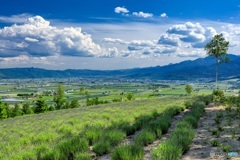 北海道・上富良野町 初夏の花畑 9