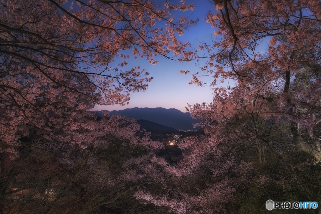 長野県・伊那市 春の高遠城址公園の夕景 2