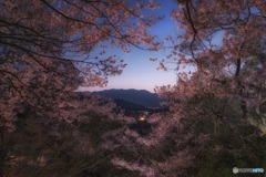 長野県・伊那市 春の高遠城址公園の夕景 2