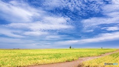 北海道・秋の美瑛の丘