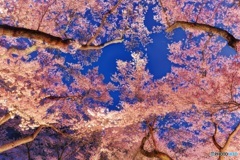 長野県・高遠城址公園 3