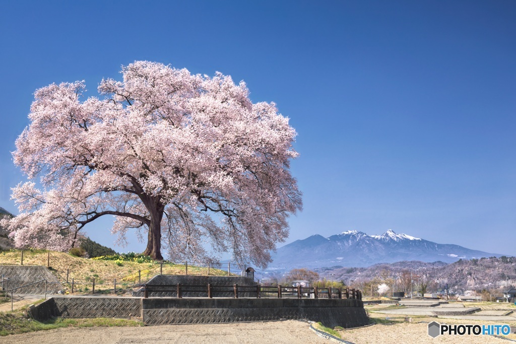 山梨県・韮崎市 わに塚の一本桜 4