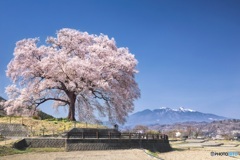 山梨県・韮崎市 わに塚の一本桜 4